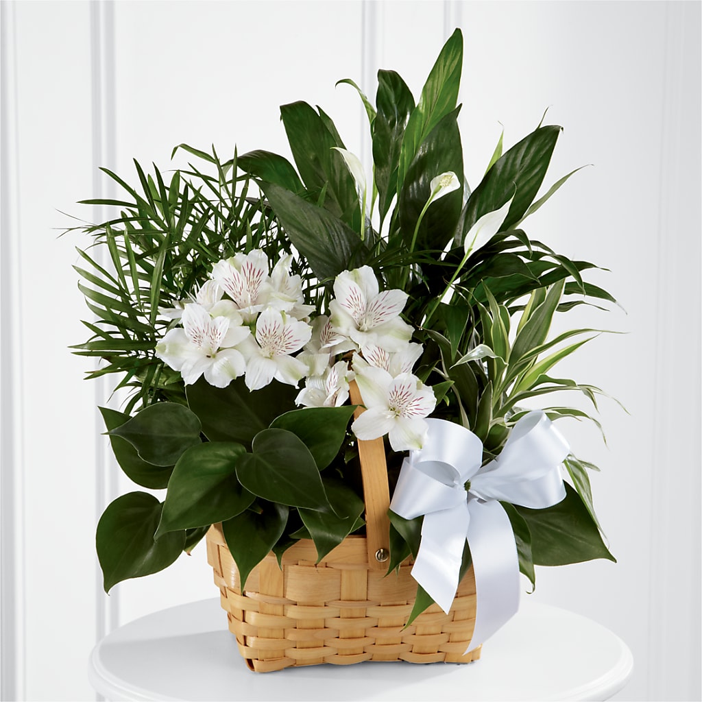 Peace & Serenity Dishgarden – SINK'S FLOWER SHOP & GREENHOUSE, Findlay OH