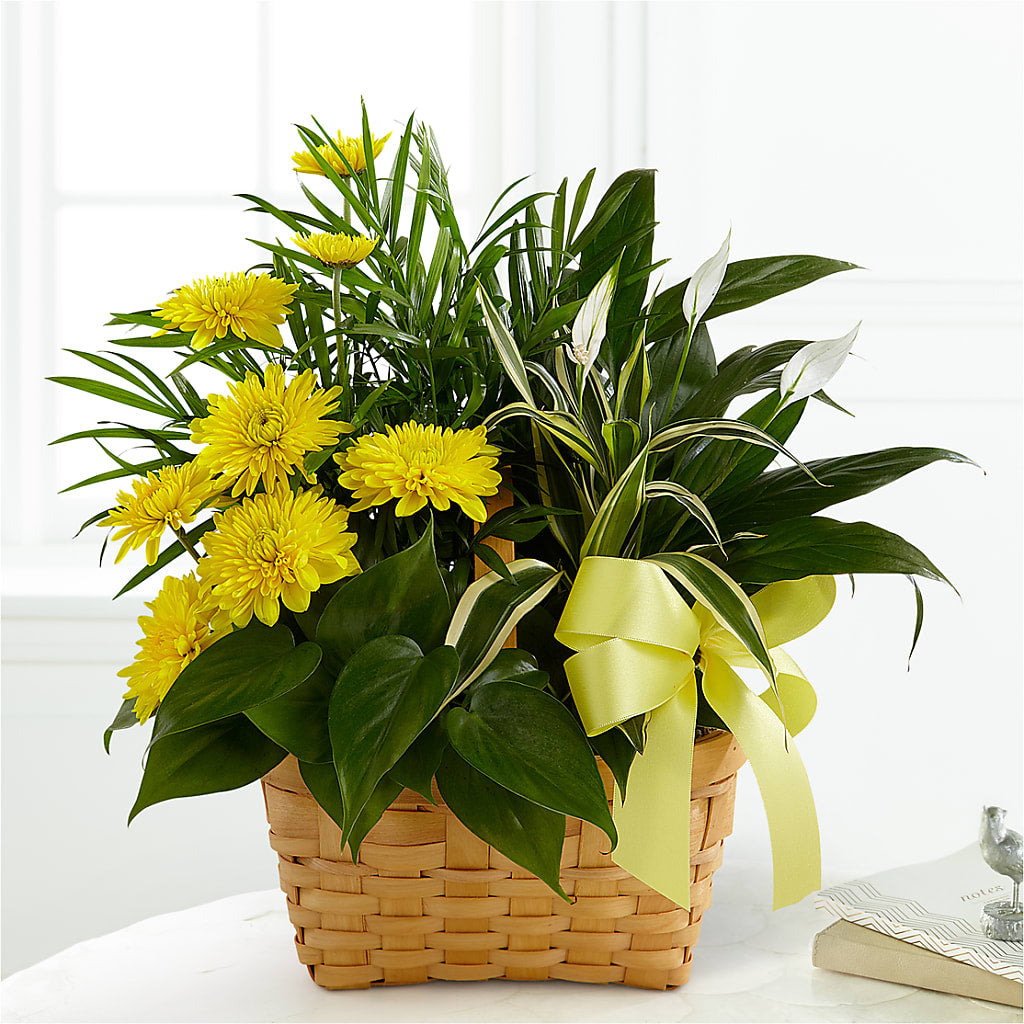 Loving Light Dishgarden – SINK'S FLOWER SHOP & GREENHOUSE, Findlay OH