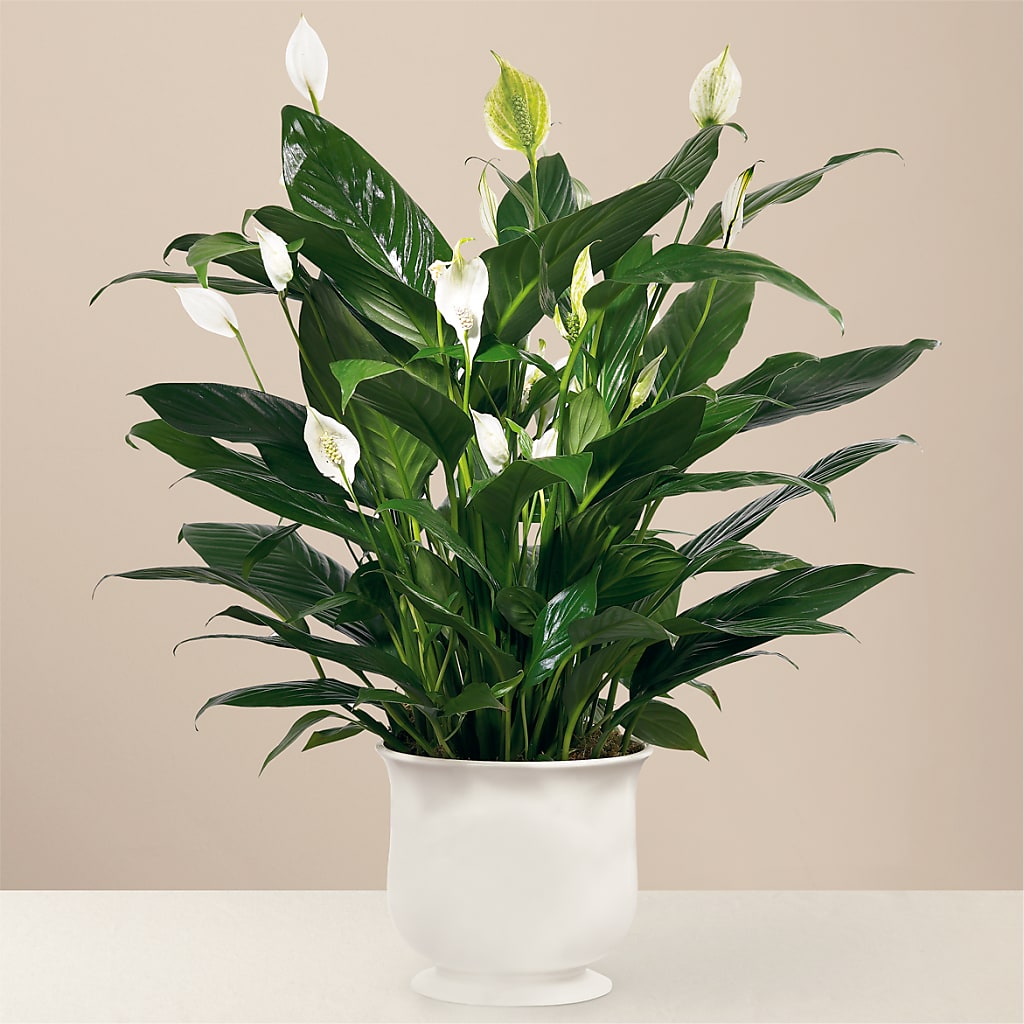 Comfort Planter – SINK'S FLOWER SHOP & GREENHOUSE, Findlay OH