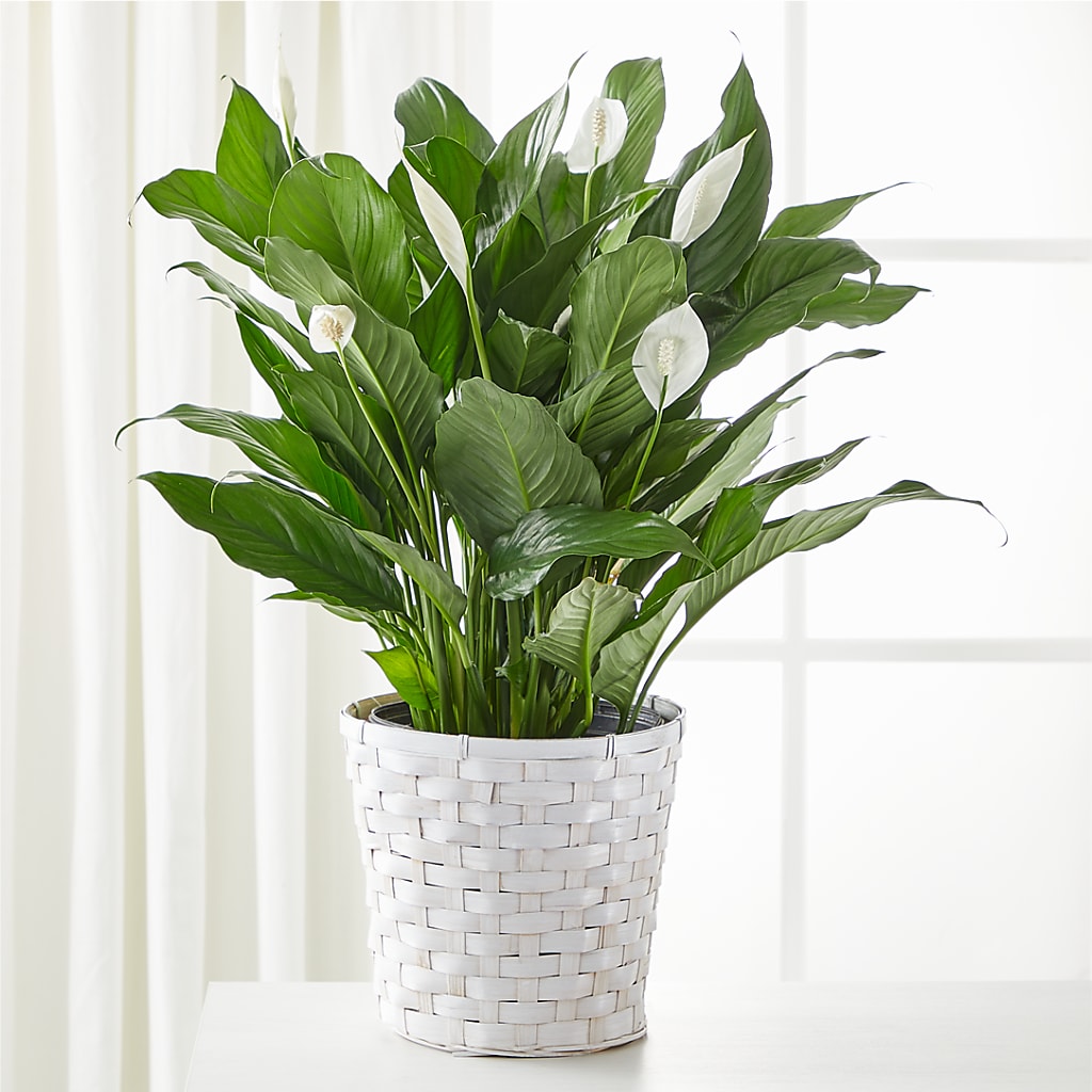 A New Leaf Peace Lily – SINK'S FLOWER SHOP & GREENHOUSE, Findlay OH