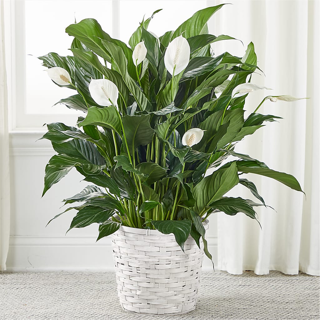 A New Leaf Peace Lily – SINK'S FLOWER SHOP & GREENHOUSE, Findlay OH