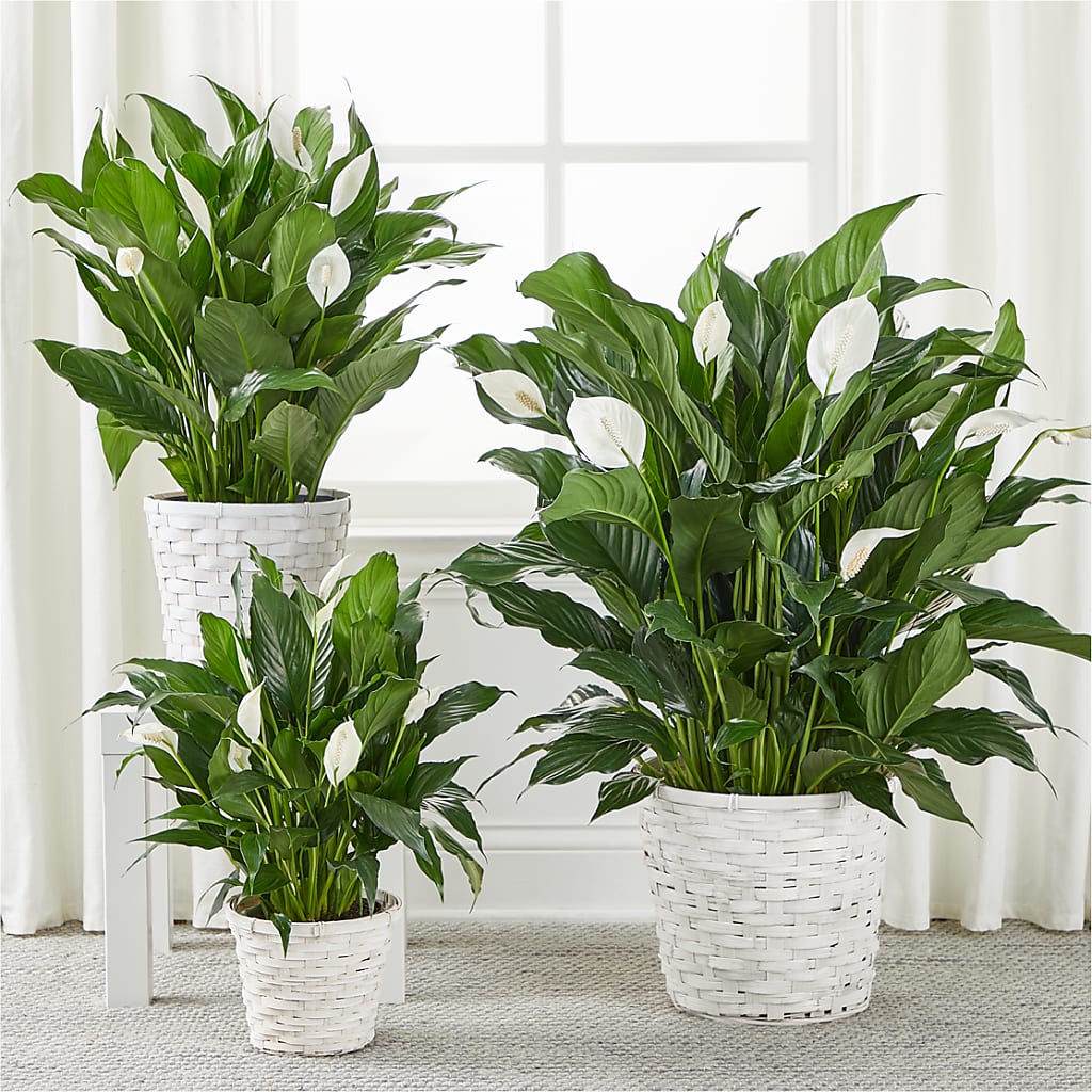 A New Leaf Peace Lily – SINK'S FLOWER SHOP & GREENHOUSE, Findlay OH
