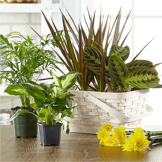 Florist Designed Blooming and Green Plants in a Basket – SINK'S FLOWER SHOP & GREENHOUSE, Findlay OH