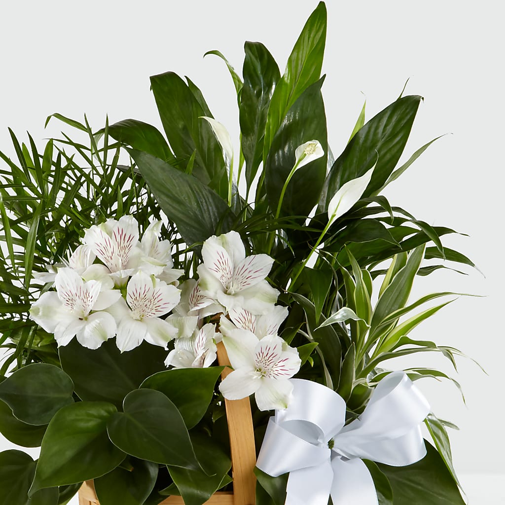 Peace & Serenity Dishgarden – SINK'S FLOWER SHOP & GREENHOUSE, Findlay OH