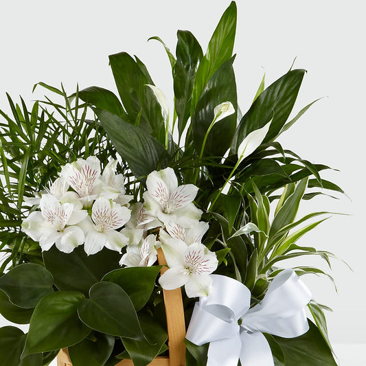 Peace & Serenity Dishgarden – SINK'S FLOWER SHOP & GREENHOUSE, Findlay OH