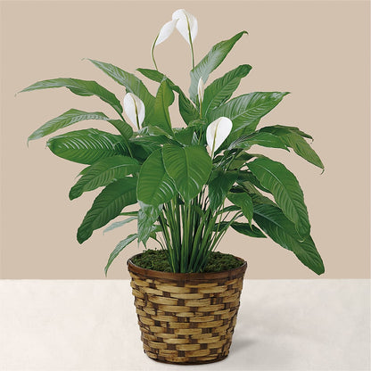 Tranquil Moments Peace Lily Plant – SINK'S FLOWER SHOP & GREENHOUSE, Findlay OH