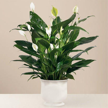 Comfort Planter – SINK'S FLOWER SHOP & GREENHOUSE, Findlay OH